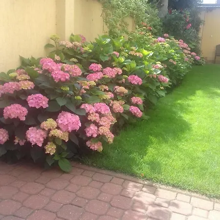 Dzika Plaza ホームステイ *